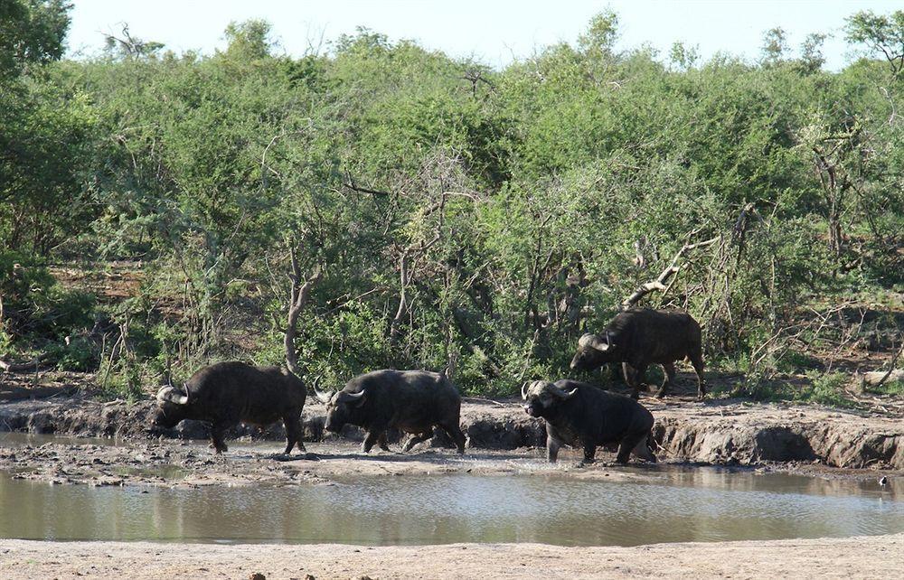 Jamala Madikwe Villa Madikwe Wildreservaat Buitenkant foto