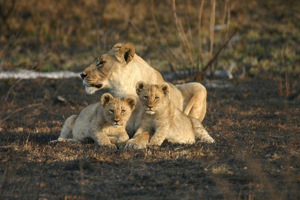 Jamala Madikwe Villa Madikwe Wildreservaat Buitenkant foto