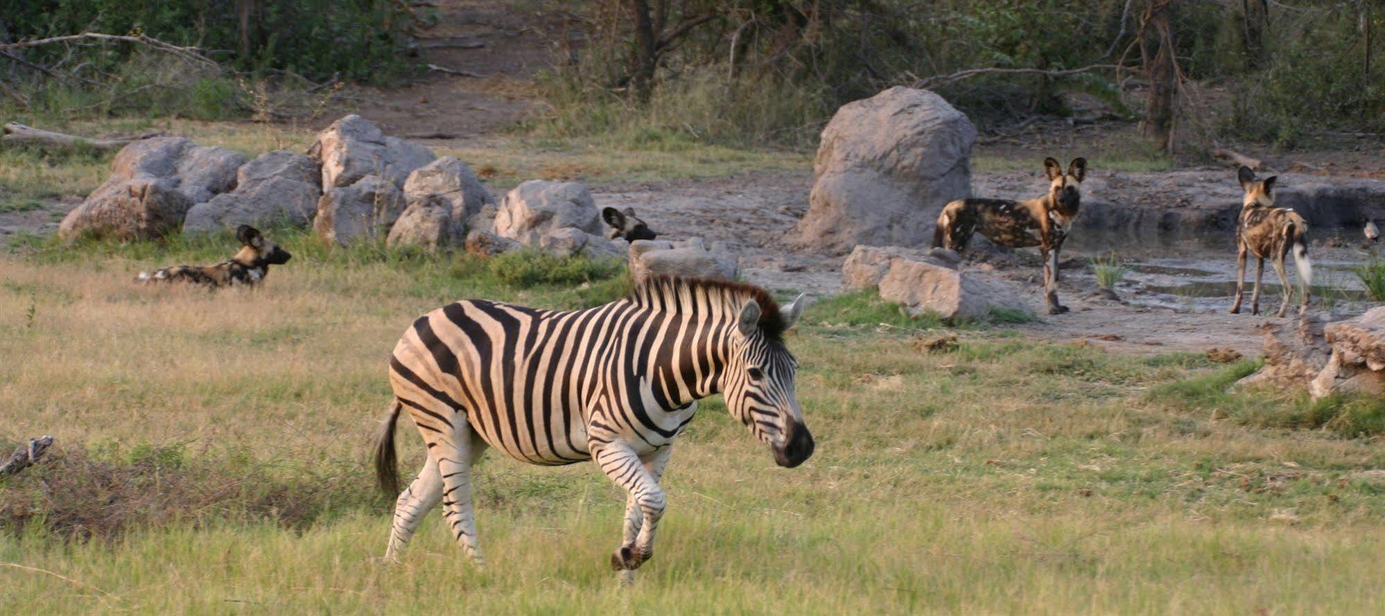 Jamala Madikwe Villa Madikwe Wildreservaat Buitenkant foto